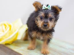 The yorki poo can have a long, straight, silky coat like the yorkshire terrier, a fine frizzy, wooly coat like the poodle, or anything in between. Silky Terrier Puppies Petland Wichita Ks