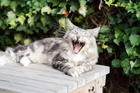 Bei einem ungenügendem initialen ansprechen kann die dosis vorsichtig erhöht werden. Https Xn Fr Hufe Und Pfoten M6b De Katze Schilddruesenueberfunktion Katzen 2137