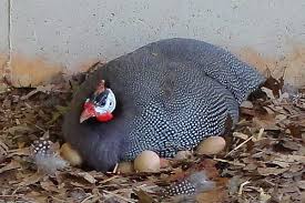 Telur ayam mutiara menetas berapa hari. Berapa Banyak Burung Guinea Yang Duduk Di Atas Telur Kapan Dan Pada Usia Berapa Mereka Mula Bertelur