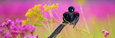 Intuitive fred888: Long-tailed widowbird - Wikipedia