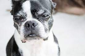 How Long Is A Boston Terrier S Lifespan 8 Longevity Tips