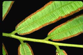 Image result for Ptisana