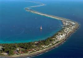 Image result for Maerua friesii