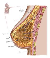 The female reproductive system boundless anatomy and. Anatomy Of The Female Breast