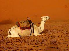How long it took her to find a place to live. 13 Landscape Ideas Deserts Of The World Desert Life Landscape