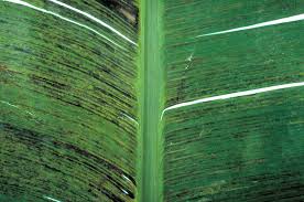 Banana streak disease (215)