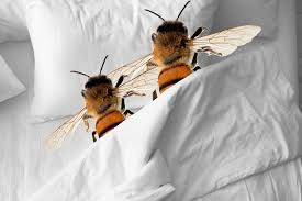 Honey, pollen, propolis, wax, while the breeding and selection of queen bees came as. Sex Blinds Queen Bees To Curb Their Promiscuity Study Says