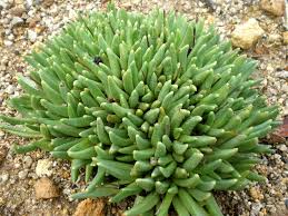 Image result for Hereroa