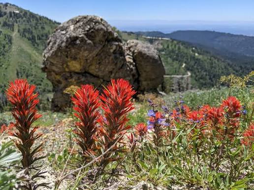 Moores mountain near Bogus Basin, Boise. #wildflowers