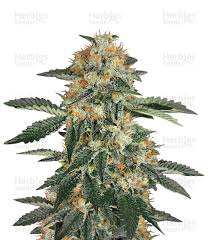 The reinforced sensations of creativity and energy of these gorilla cookies auto will surely get you up on your feet. Gorilla Cookies Expert Seeds Cannabis Samen Zu Verkaufen Herbies Seeds