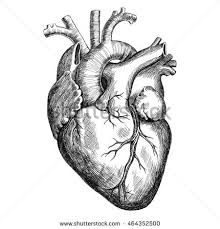 Heart Anatomy Drawings Anatomy heart stock photos and images. the best drawing blogger