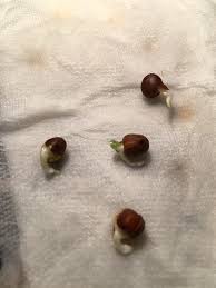 After these seeds germinated and popped soil they took off. Sweet Pea Seeds Won T Sprout Try The Paper Towel Baggie Method
