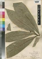 Image result for Argomuellera