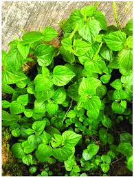 Image result for Peperomia pellucida
