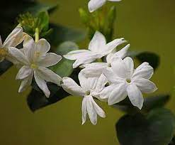 Because of their exquisite beauty, lily of the valley is used in bridal bouquets and has been a feature of royal weddings. Types Of White Flowers Stunning White Flowering Plants