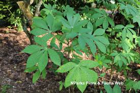 Image result for Manihot esculenta