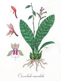 Image result for Oeceoclades saundersiana