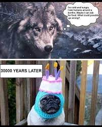 Memebase Wolves All Your Memes In Our Base Funny Memes Cheezburger
