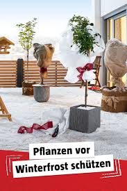 Frostsichere Tipps Fur Pflanzen Pflanzen Kubelpflanzen Gartenpflanzen