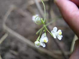 Image result for Cardiospermum halicacabum