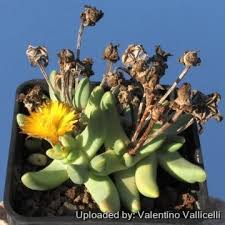 Image result for Hereroa