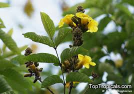 Image result for Markhamia lutea