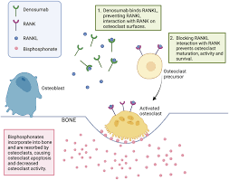 Image result for Bisphosphonates