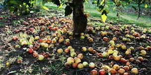 Apple Day Celebration at Macclesfield Riverside Park