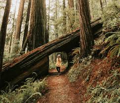 Travel Info For The Redwood Forests Of California Eureka And Humboldt County Redwood Forest California Redwoods California California Vacation