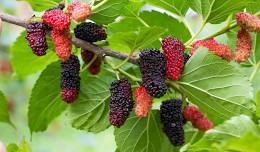 1st Annual Mulberry Fest!