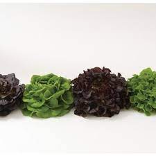 Salanova Premier Collection Lettuce Seed Johnny S Selected Seeds Lettuce Seeds Planting Vegetables Seeds