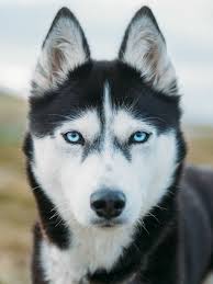 Bakislara Bak Su Asalete Bakk Yerim Bakislarini Senin Ben Sibirya Husky Kopek Turleri Sibirya Kurdu