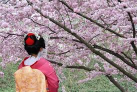A Guide To The Cherry Blossom Festival In Japan On The Go Tours Us