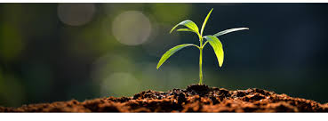 「tree seeds in dirt」的圖片搜尋結果
