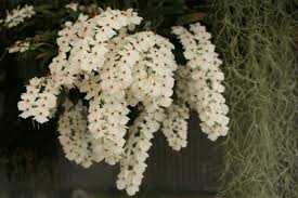 Image result for Angraecum infundibulare