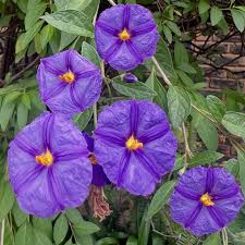Image result for Lycianthes rantonnetii