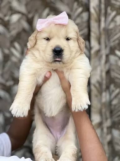 Dogs for Sale in Pakistan | Dog Prices in Pakistan - Dogs
