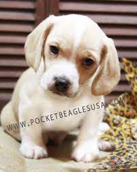 Lemon And White Pocket Beagle Purchased From Pocket Beagles Usa Com Beagle Small Dog Small Beagle Cute Puppy C Beagle Dog Beagle Puppy Funny Pocket Beagle