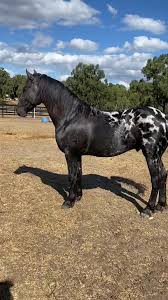 Pretty sure he could take your woman #handsome #beautifulhorse #stallion  #sexy #knabstrupper #friesian #colour