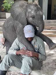 🐘 The Language of Love: Baby Joy's Gentle Kisses Prove the Power of Trust  at Elephant Havens At Elephant Havens, the journey from trauma to trust is  often marked by simple, profound