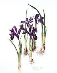 Botanix Iris Reticulata Iris Reticulata Botanical Illustration Botanical Art