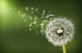Dandelion Clock In Morning By Bess Hamiti On 500px Dandelion Organic Gardening Flowers