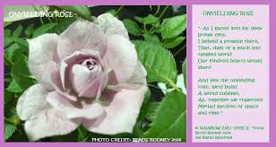 Image result for Mimulopsis excellens