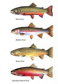 Trout Chart Prints Brook Trout Cutthroat Trout By Fishartcreations Cutthroat Trout Fish Chart Brook Trout