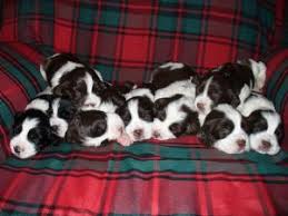 This dog breed is obedient which makes it a dog you won't have a problem hanging out with. English Springer Spaniel Puppies In Iowa
