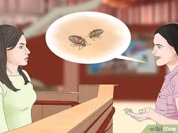 Address the letter as follows: How To Report A Hotel With Bed Bugs 11 Steps With Pictures