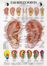 Ear Reflex Points Chart Huh Acupuncture Reflexology Y