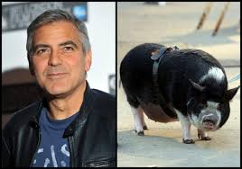 This little miss is looking for her new home! Celebrity Pet Pigs Where Are They Now Mini Pig Info