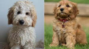 labradoodle vs goldendoodle what is the difference the