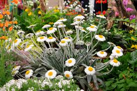 Maybe you would like to learn more about one of these? Chelsea Flower Show 2014 My Top 10 Plants The Frustrated Gardener